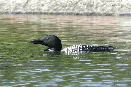 loon_IMG_2601b.JPG   -   Loons are fairly common within Acadia National Park, but you don't often get too close to them. This one was fishing in Jordan Pond