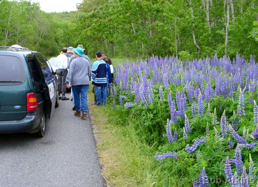 lupins_06130001.JPG   -   The lupins in Acadia National Park drawe attention from many visitors