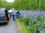 The lupins in Acadia National Park drawe attention from many visitors