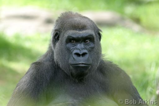 IMG_0074.JPG   -   Bronx Zoo: Gorilla in the new open habitat