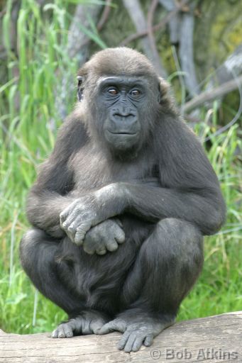 IMG_0078.JPG   -   Bronx Zoo: Juvenille Gorilla
