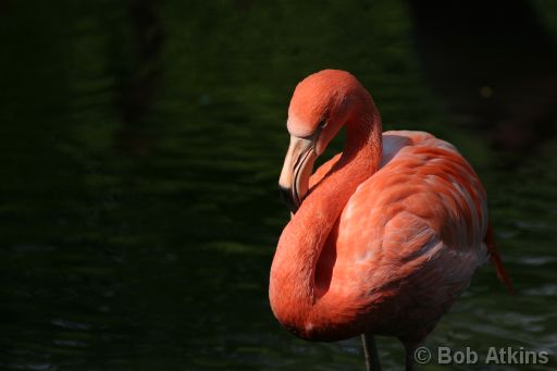 IMG_0087.JPG   -   Bronx Zoo: Flamingo