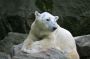 Bronx Zoo: Polar Bear
