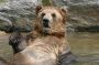Bronx Zoo: Brown (Grizzly) Bear