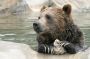 Bronx Zoo: Brown (Grizzly) Bear
