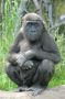 Bronx Zoo: Juvenille Gorilla