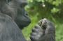 Bronx Zoo: Gorilla in the new open gorilla habitat at the Bronx Zoo