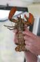 A lobster, in fact a LIVE lobster, just pulled from the ocean and about to return. Most lobsters you'll see in Bar Harbor will be boiled and on a plate with butter. There are boat trips however, which will take you to see the real thing