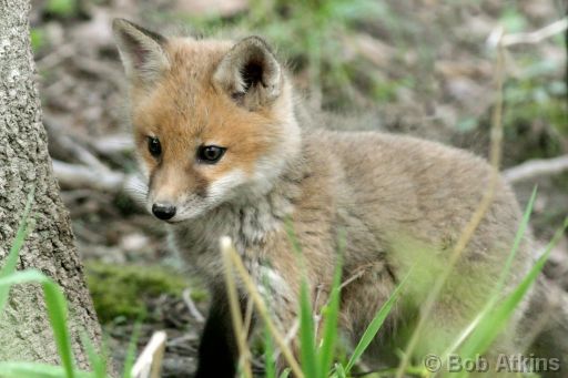 fox_cub_IMG_1618b.jpg   -   Fox Cub in the Great Swamp N.W.R., New Jersey