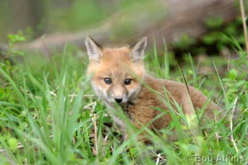 fox_cub_IMG_1843a.jpg   -   Fox Cub in the Great Swamp N.W.R., New Jersey