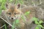 Fox Cub in the Great Swamp N.W.R,, New Jersey