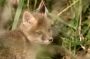 Fox Cub in the Great Swamp N.W.R., New Jersey