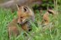 Fox Cubs in the Great Swamp N.W.R., New Jersey