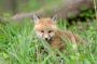 Fox Cub in the Great Swamp N.W.R., New Jersey