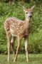 White tail deer fawn