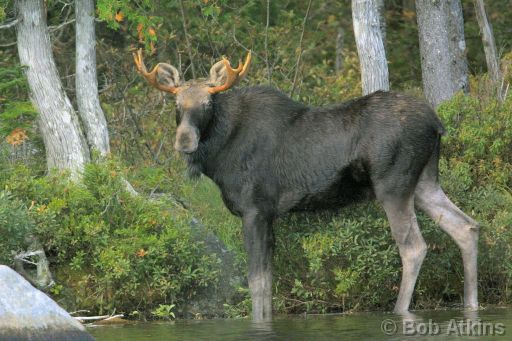 IMG_1083.JPG   -   Young Bull Moose, Sandy Stream Pond, Baxter State Park, Maine