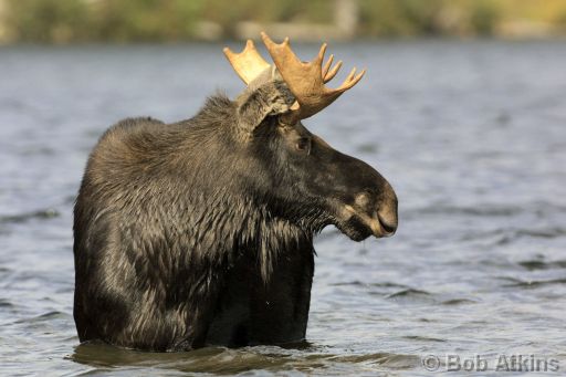 IMG_1135.JPG   -   Young Bull Moose, Sandy Stream Pond, Baxter State Park, Maine