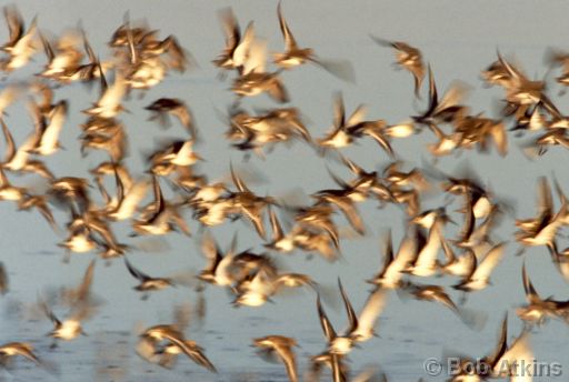 birds.jpg   -   Birds taking off, William B. Forsythe (