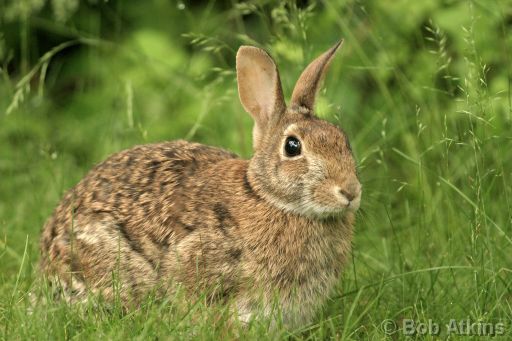 rabbit_IMG_0157.JPG   -   Eastern Cottontail Rabbit