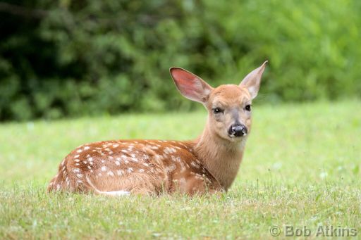 white_tail_IMG_2964a.JPG   -   White Tail Deer fawn