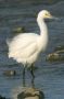 Snowy Egret, William B. Forsythe (