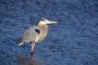 Great Blue Heron, William B. Forsythe (