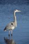 Great Blue Heron, William B. Forsythe (