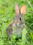 Juvenille Eastern Cottontail, William B. Forsythe (