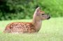 White Tail Deer fawn