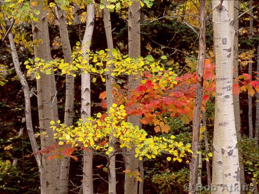 fall_foliage_TEMP0456.JPG   -   Fall foliage, Acadia National Park, Maine