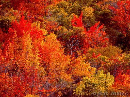 fall_foliage_TEMP0465.JPG   -   Fall foliage, Acadia National Park, Maine
