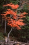Tree by Jordan Pond, Acadia National Park, Maine