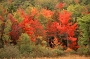 Fall Foliage, Maine
