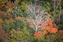 Fall foliage, Lone bare tree,  Acadia National Park, Maine