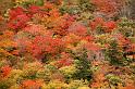 Fall foliage,  Acadia National Park, Maine