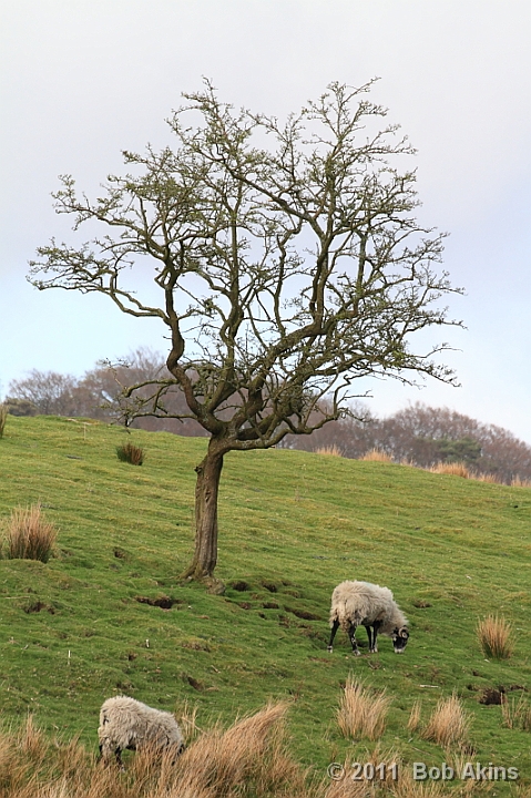 Tree and Sheep