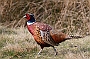 Pheasant, Lancashire, England