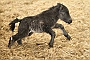 Very young foal, Penny Farm, Blackpool, England