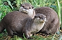 Asian Otters, Knowsley Safari Park, England