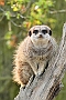 Meerkat, Knowsley Safari Park, England