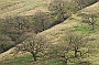 Trees, Lancashire, England