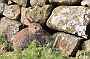 Young rabbit, Lancashire, England