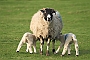 Lambing time, spring 2011, lancashire, England