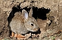Youong rabbit in warren, Lancashire, England
