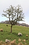 Sheep, Lancashire, England