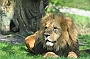 Lion, Knowsley Safari Park, England