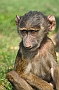 Young Baboon, Knowsley Safari Park, England