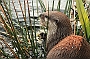 Asian otter, Knowlsey Safari Park, England