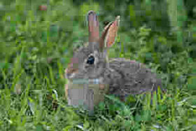 bunny2.jpg (14894 bytes)