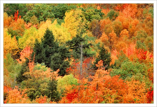 Fall Foliage Photography Tips